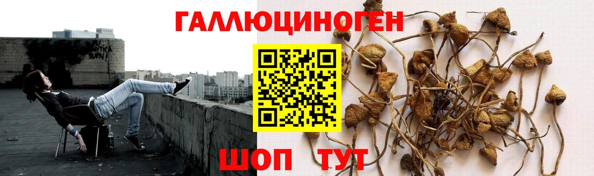 Ярцево  Галлюциногенные грибы GOLDEN TEACHER  купить наркоту  Вход с VPN 